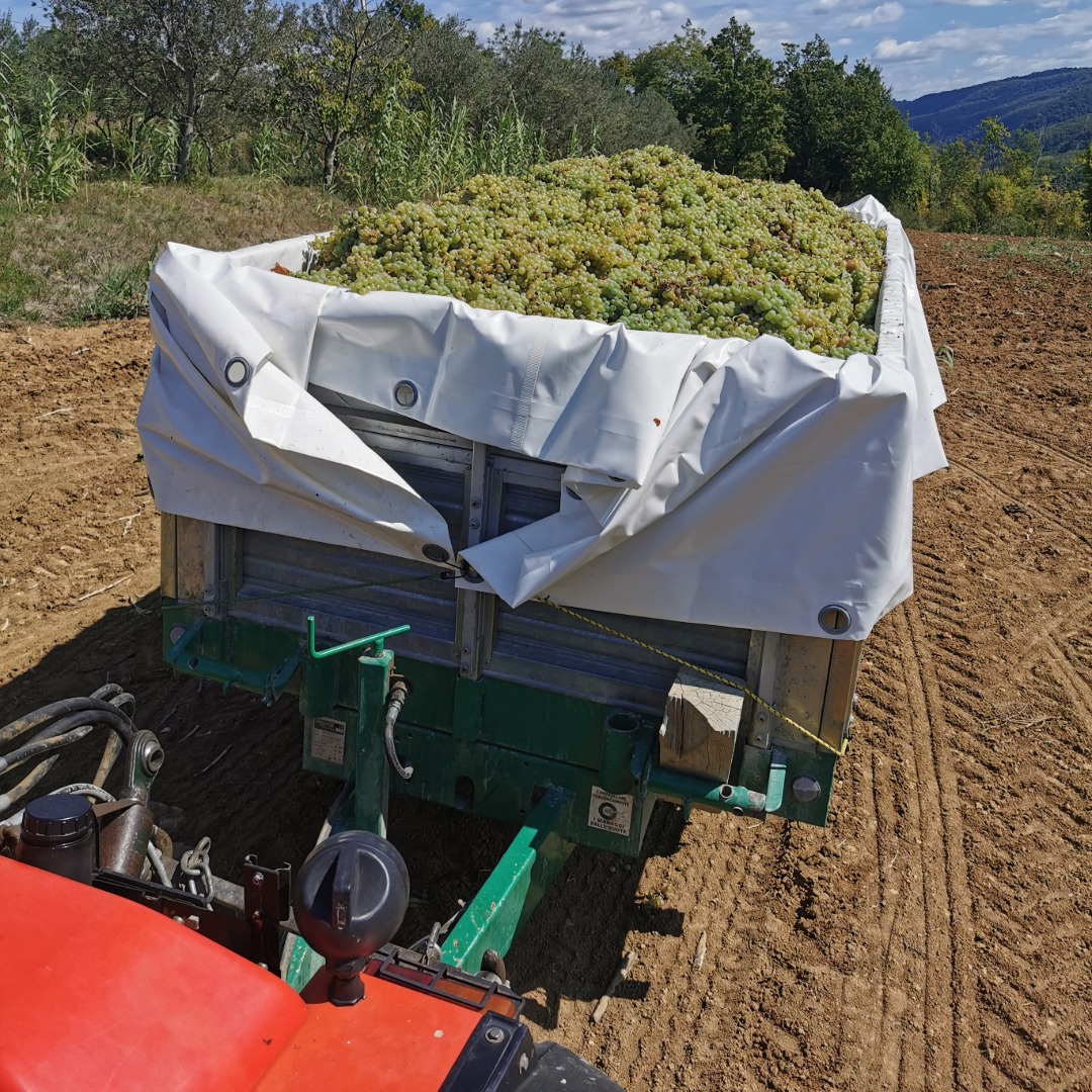 obrano grozdje se pelje v Vinakoper