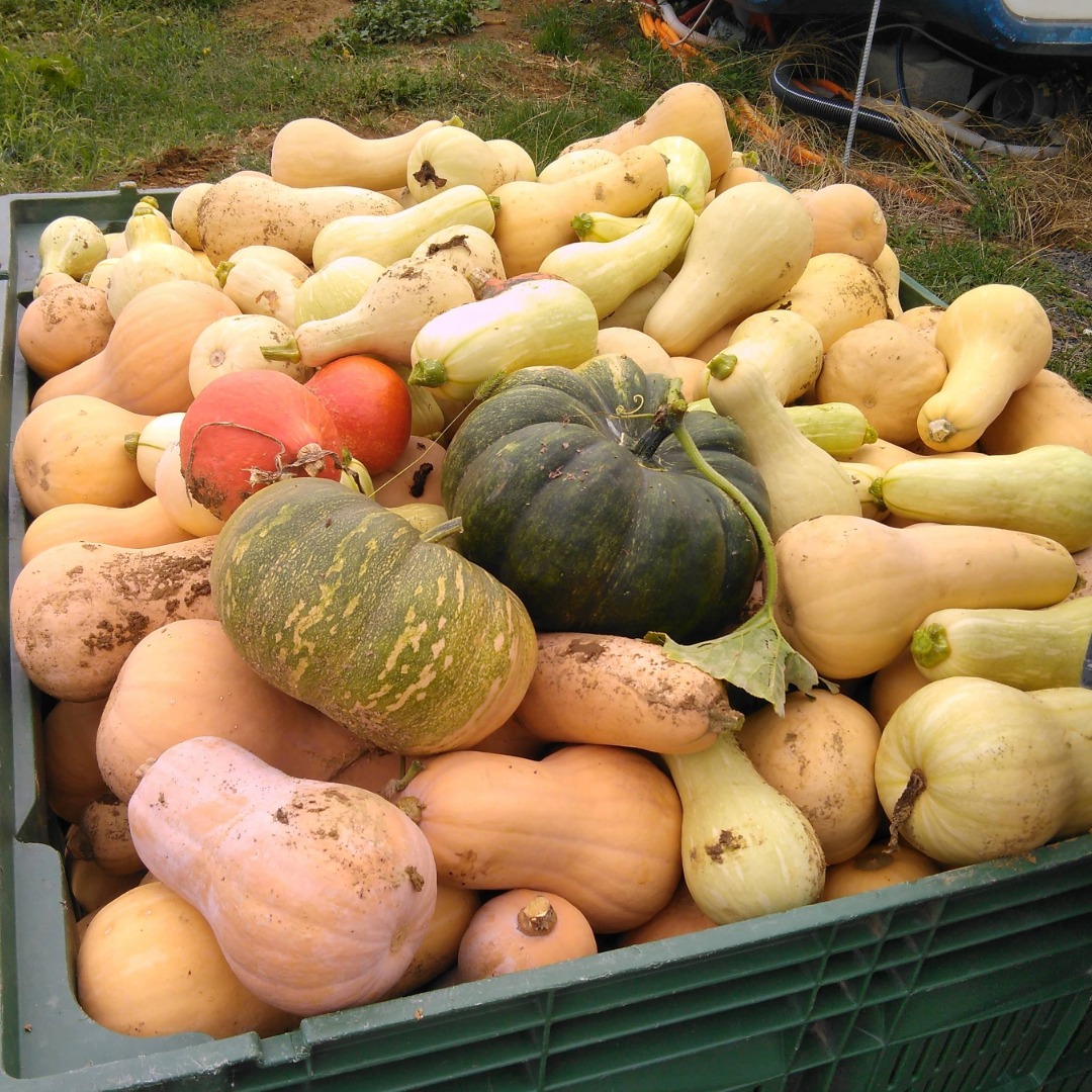 hokaido buče, maslenke, buče za halloween, muškatne buče