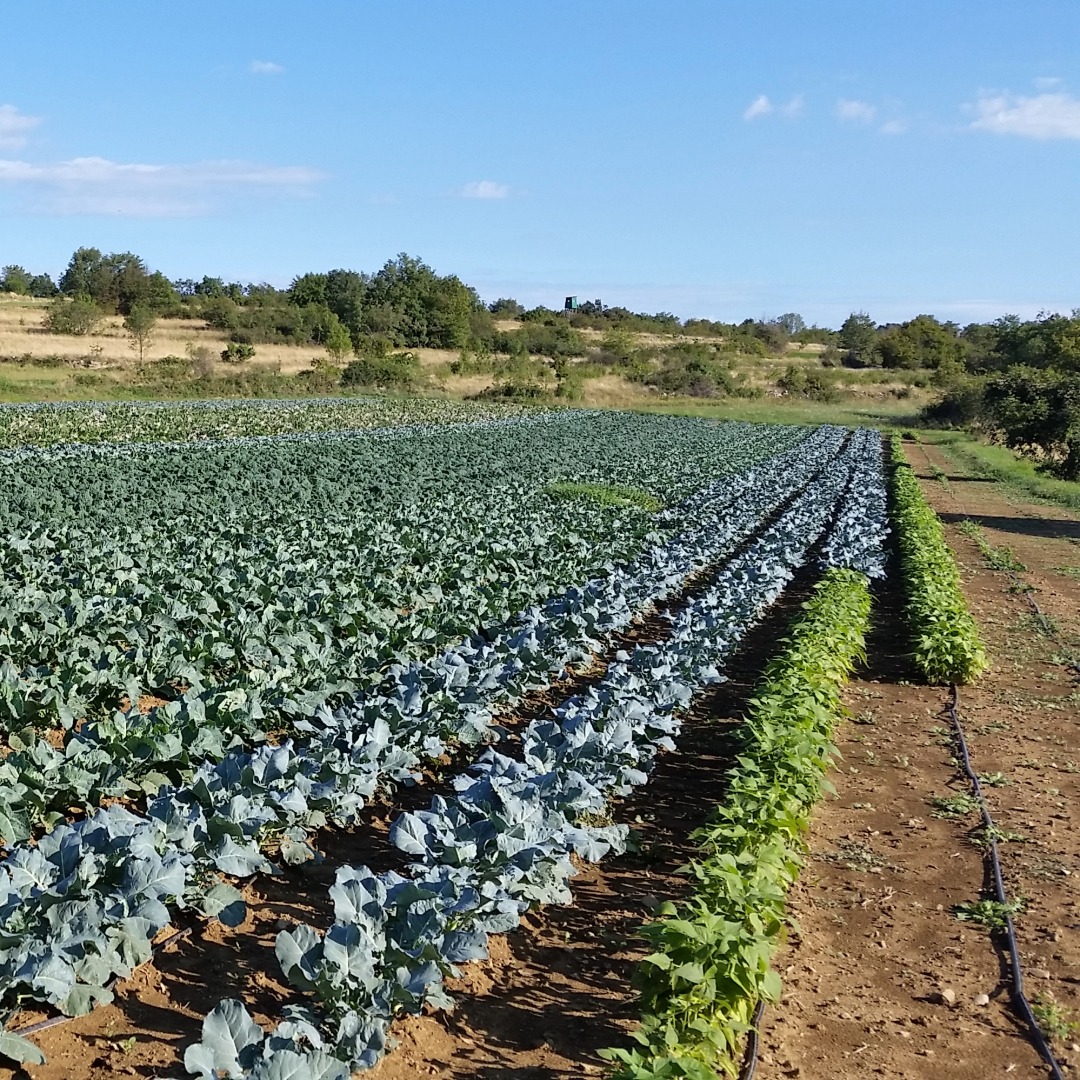 brokoli cvetača ohrovt